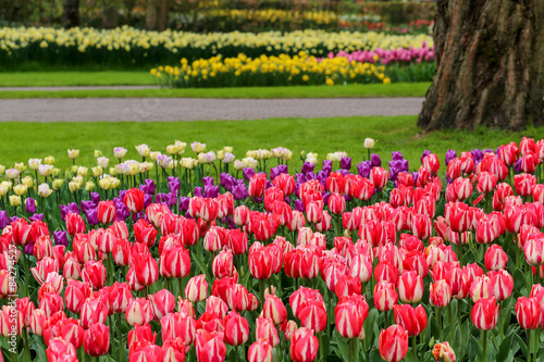 Fototapeta Naklejka Na Ścianę i Meble -  massif de tulipes dans un parc