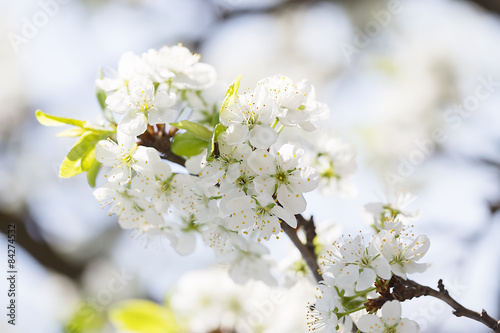 Branch of cherries with flowers