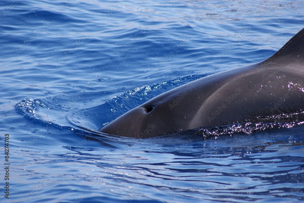 Fototapeta premium Ballena Piloto