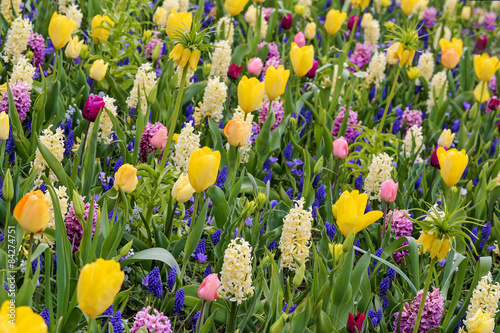 Fototapeta Naklejka Na Ścianę i Meble -  mélange de tulipes, jacinthes, muscari et fritillaria imperialis