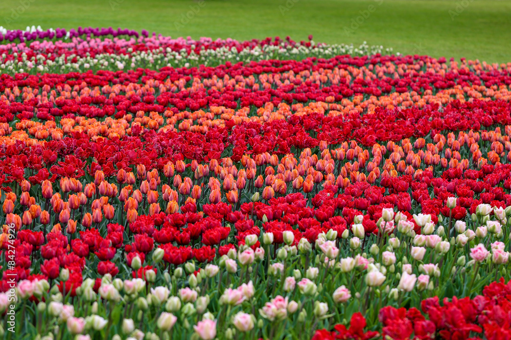 parre-terre de tulipes rouges roses