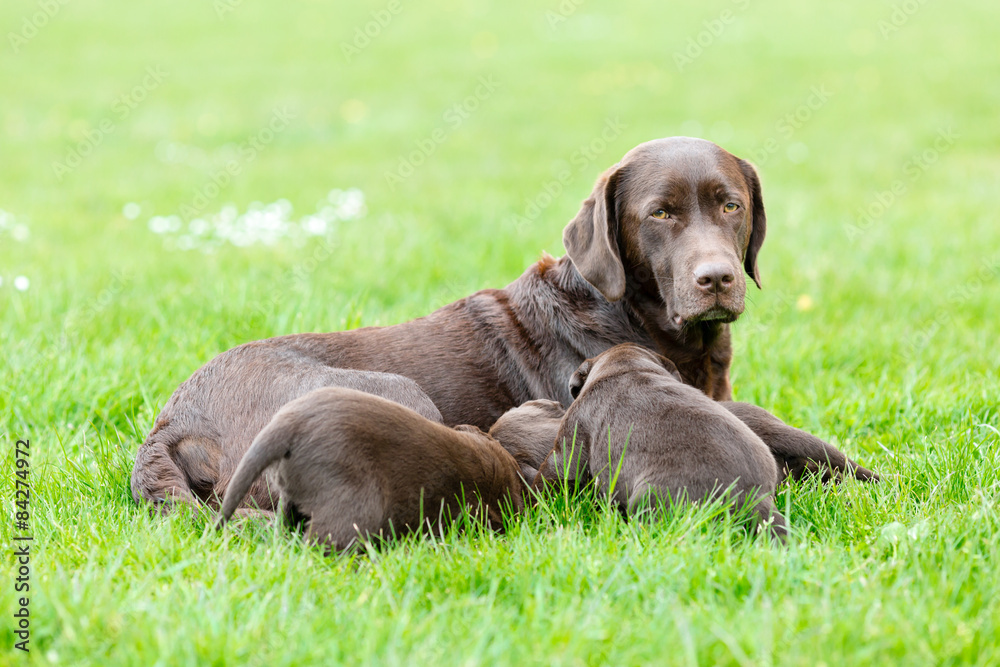 Female labrador retriever dog with puppies