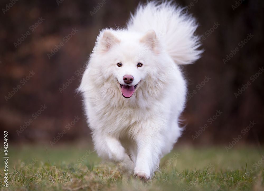 Purebred dog Purebred dog