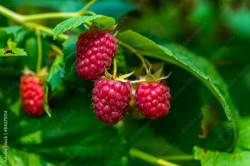 Raspberry