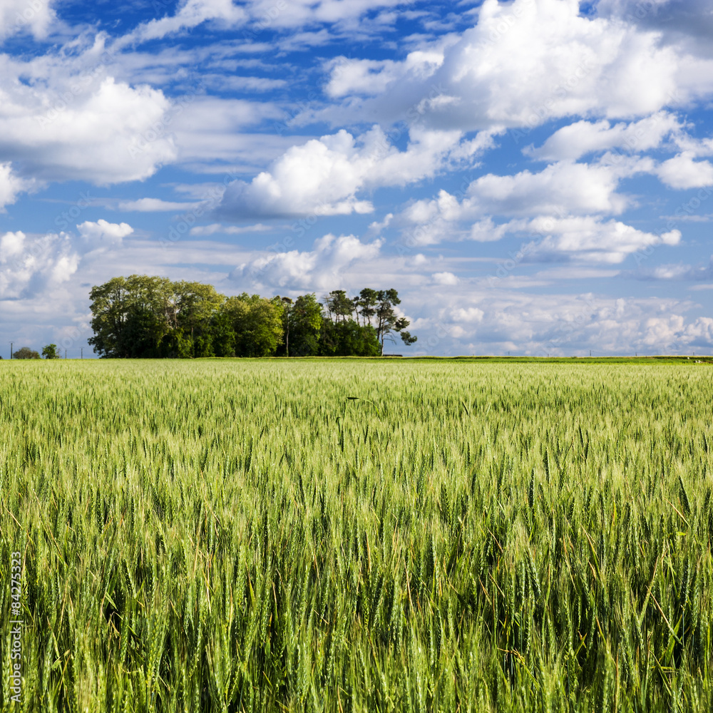 Wheat field under a sky with clouds