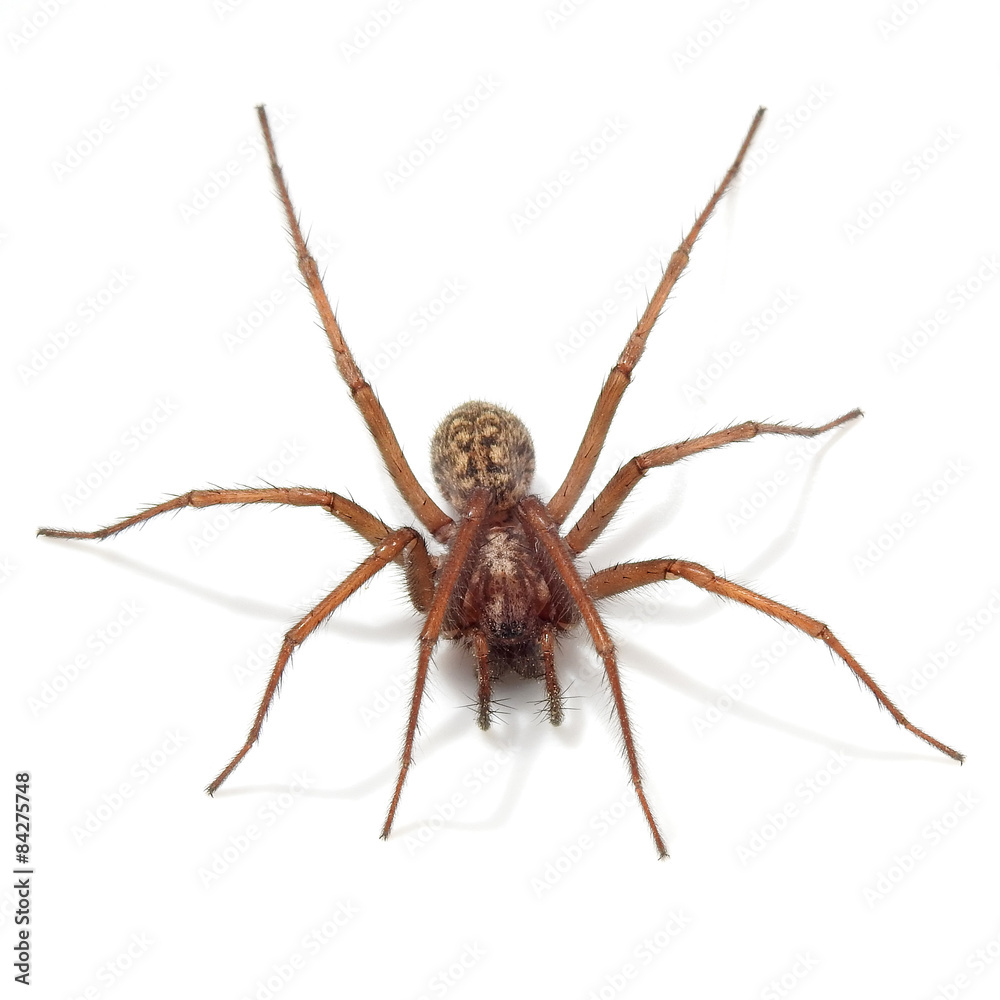 Giant house spider (tegenaria atrica) Stock Photo Adobe Stock