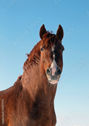 Portrait of powerful chestnut  horse on a background blue sky   