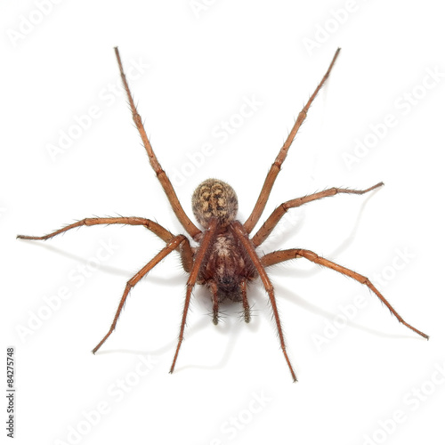 Giant house spider (tegenaria atrica)