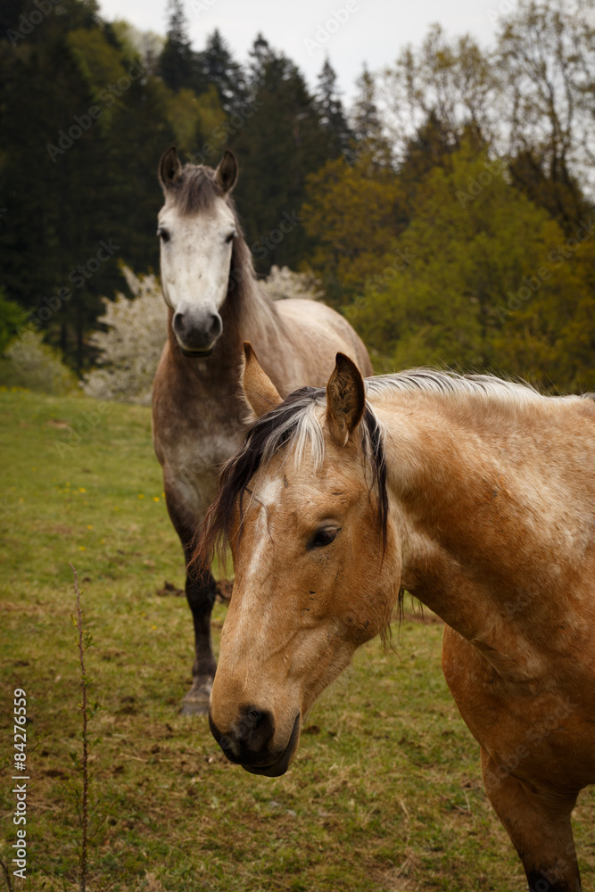 Obraz premium posing horses on a green mountain meadows