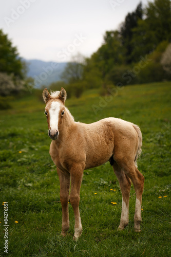 cute brown foal in a green meadow