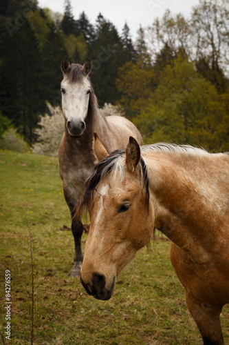 posing horses on a green mountain meadows