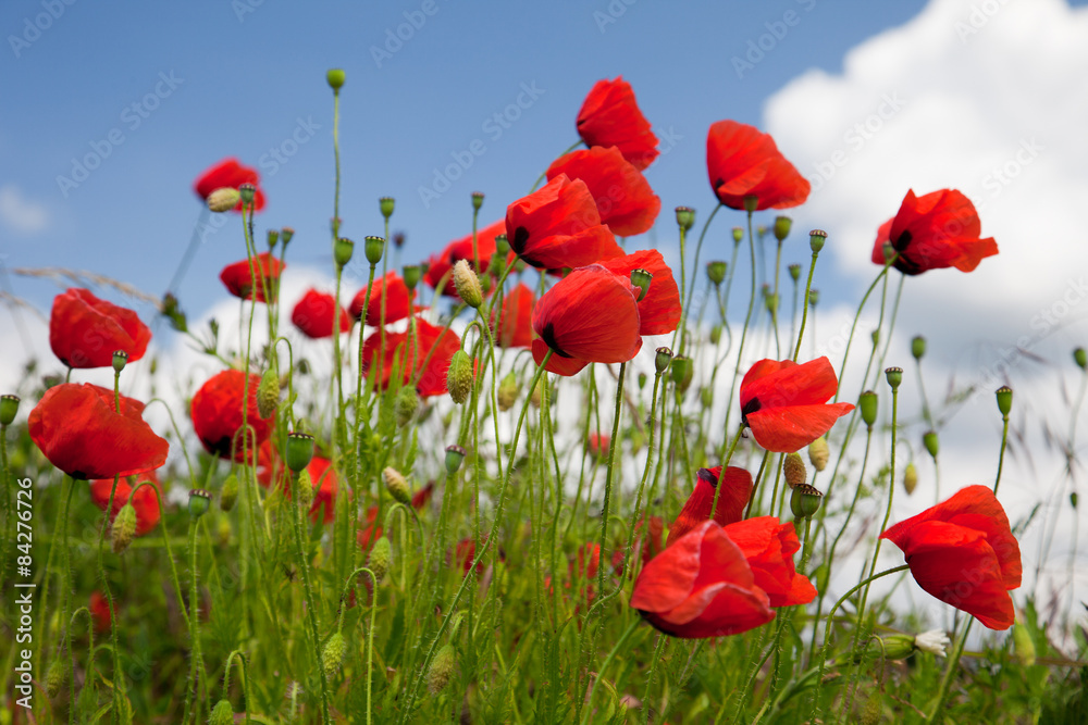 Obraz premium Mohnblüten vor blauem Himmel