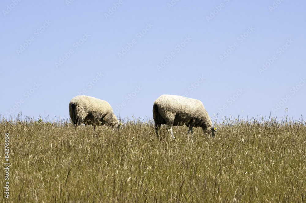 Obraz premium Les moutons de la Côte d'Opale