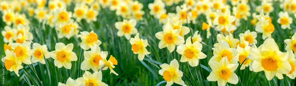 Naklejka premium daffodils