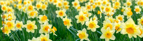 Obraz na płótnie daffodils