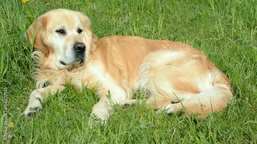 Golden retriever dog lying on the green grass under summer sunlight and then run away Golden retriever dog lying on the green grass under summer sunlight and then run away