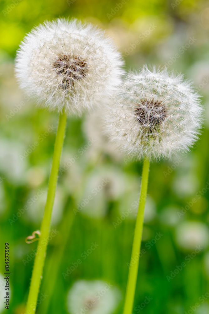Dandelion Dandelion