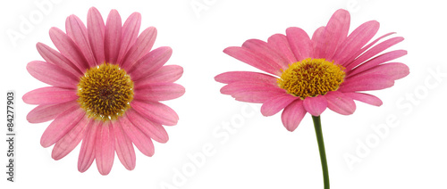 Fototapeta Naklejka Na Ścianę i Meble -  マーガレット