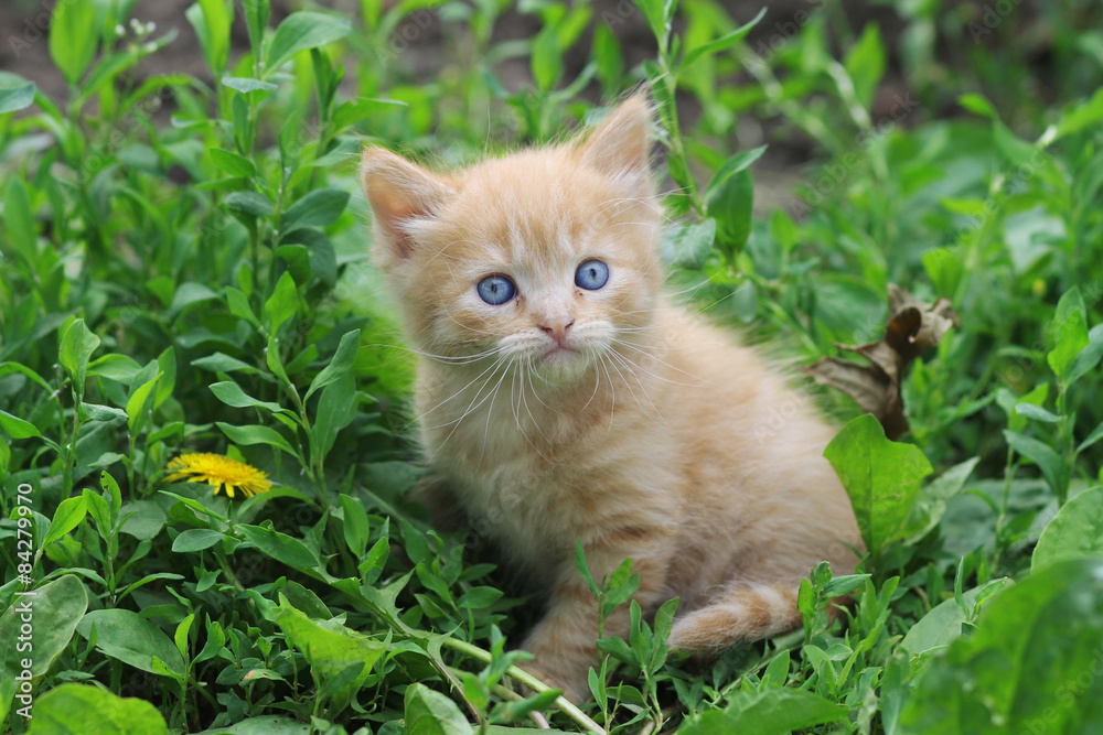 Рыжий котенок в траве Stock Photo | Adobe Stock