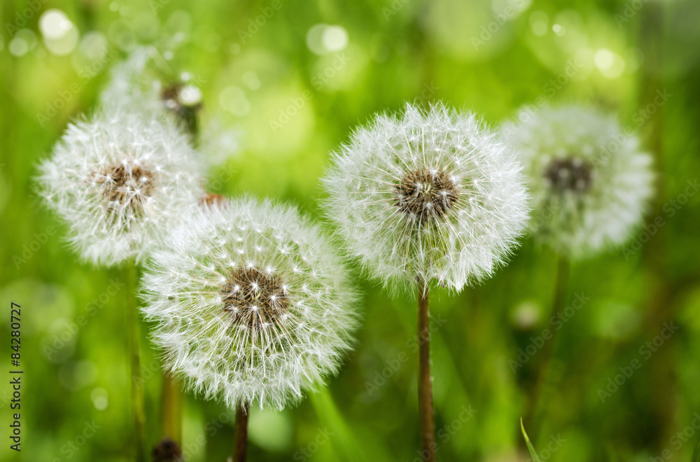 Fototapeta premium Dandelions. Summer background.