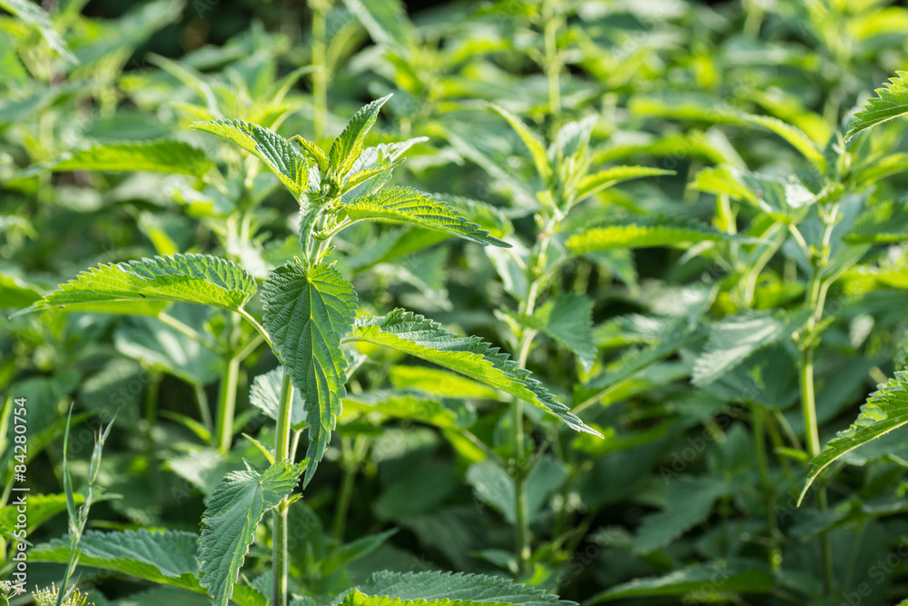Obraz premium Brennnessel