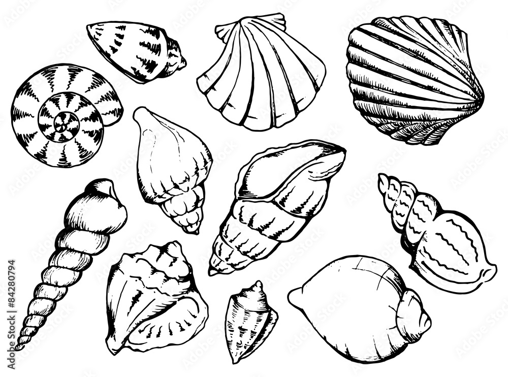 Sea shells vector monochrome isolated clip art set Sea shells vector monochrome isolated clip art set