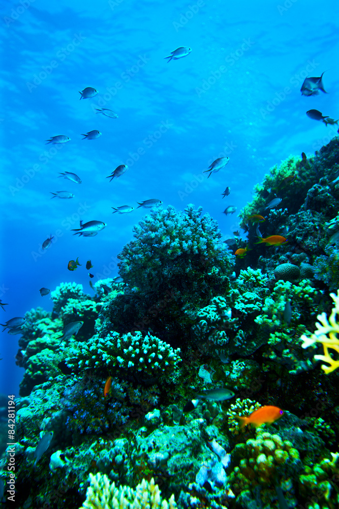 Group of coral fish water. Group of coral fish water.