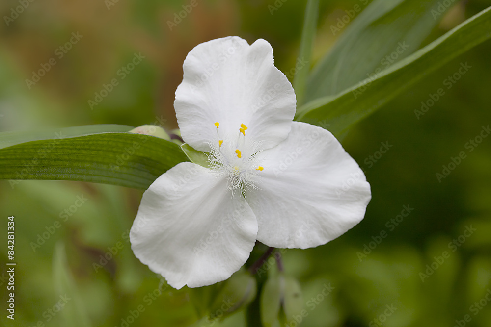 Obraz premium Tradescantia