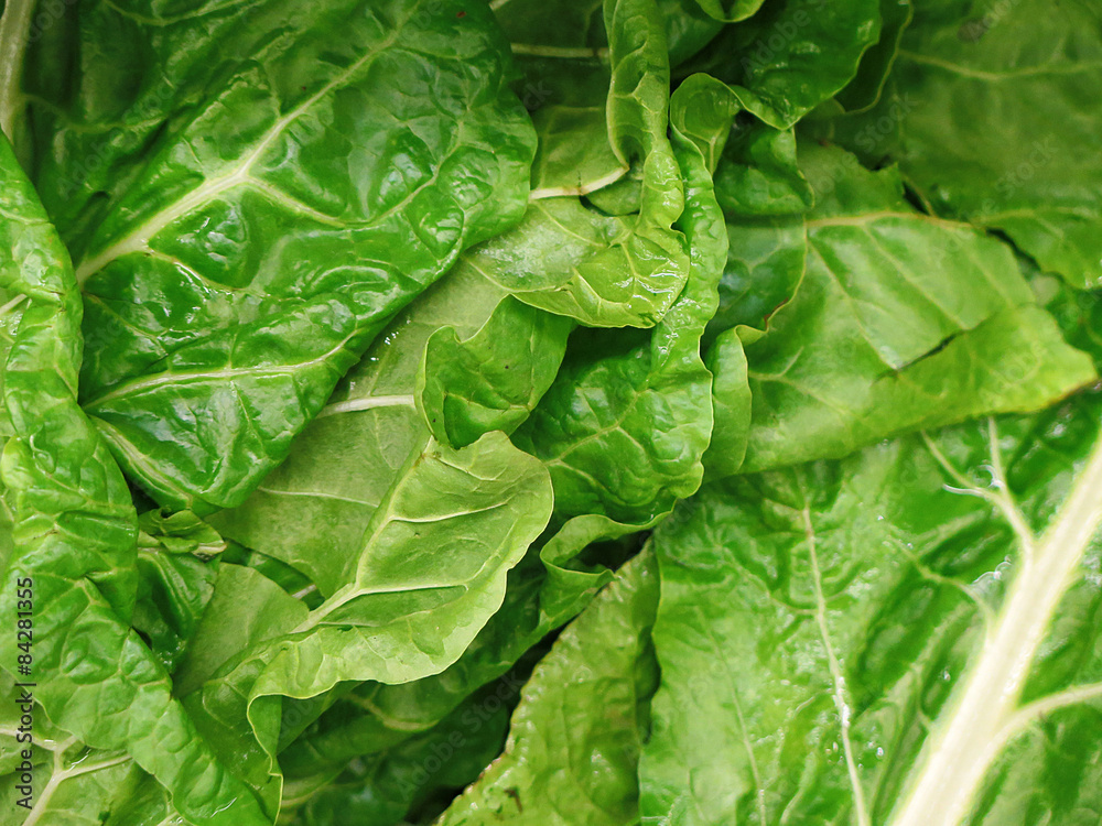 Fototapeta premium Bunch of Spinach