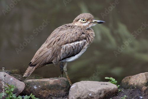 Wallpaper Mural Water Dikkop or Thick-knee bird Torontodigital.ca