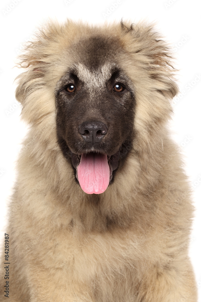 Portrait of happy Caucasian shepherd dog Portrait of happy Caucasian shepherd dog