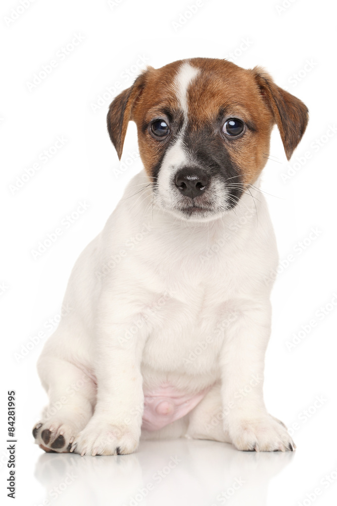 Jack Russell puppy on white background