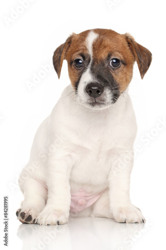 Jack Russell puppy on white background