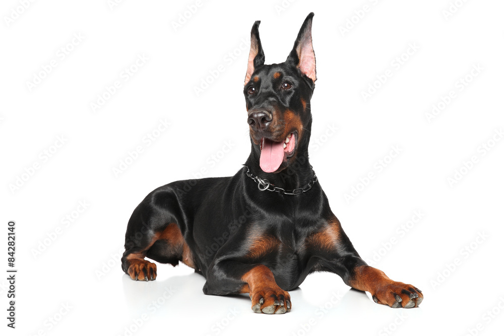 Obraz premium Young Doberman on white background
