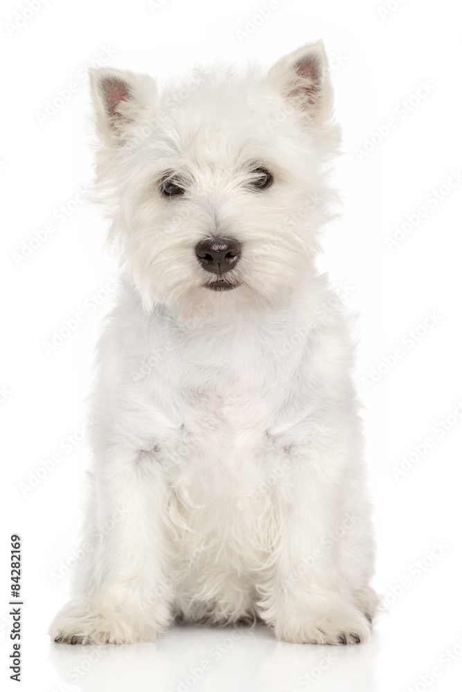 Portrait of West Highland White terrier - obrazy, fototapety, plakaty 