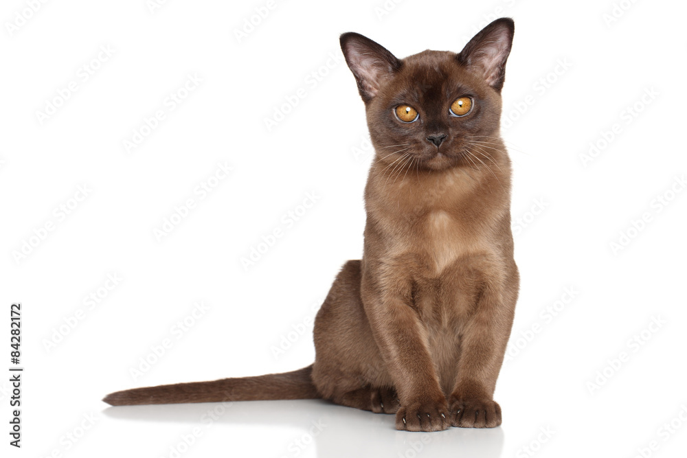 Burmese kitten in front of white background