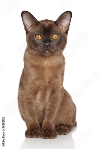 Chocolate Burmese kitten