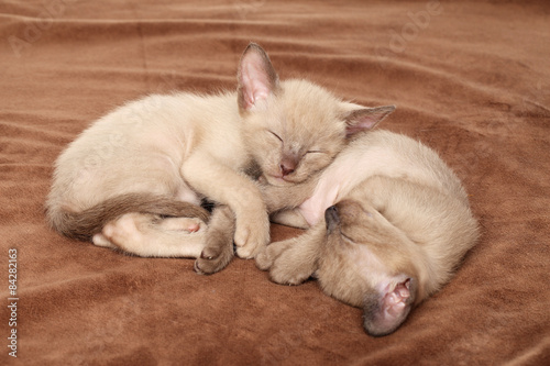 Oriental kittens sleep