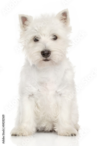Portrait of West Highland White terrier