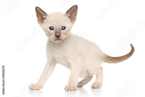 Oriental kitten on white background