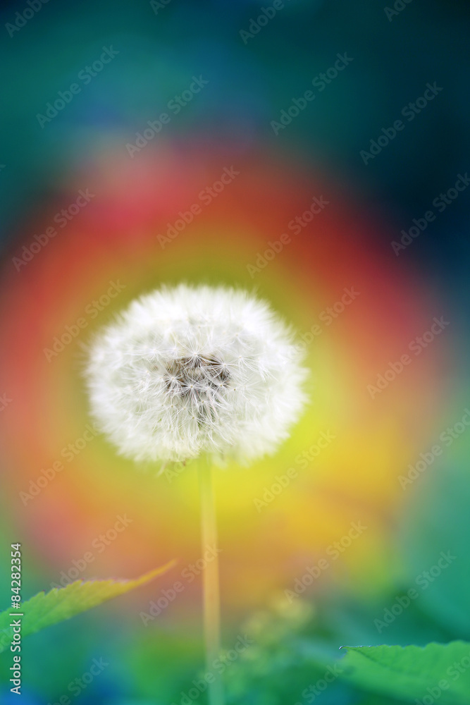 Obraz premium beautiful flowers