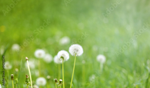 beautiful flowers  dandelions