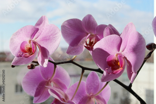 branch of the blossoming pink orchid