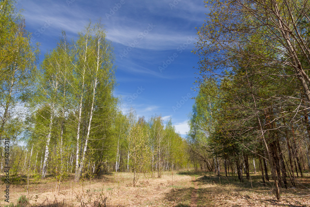 Landscape in the spring forest on a sunny day in May Landscape in the spring forest on a sunny day in May