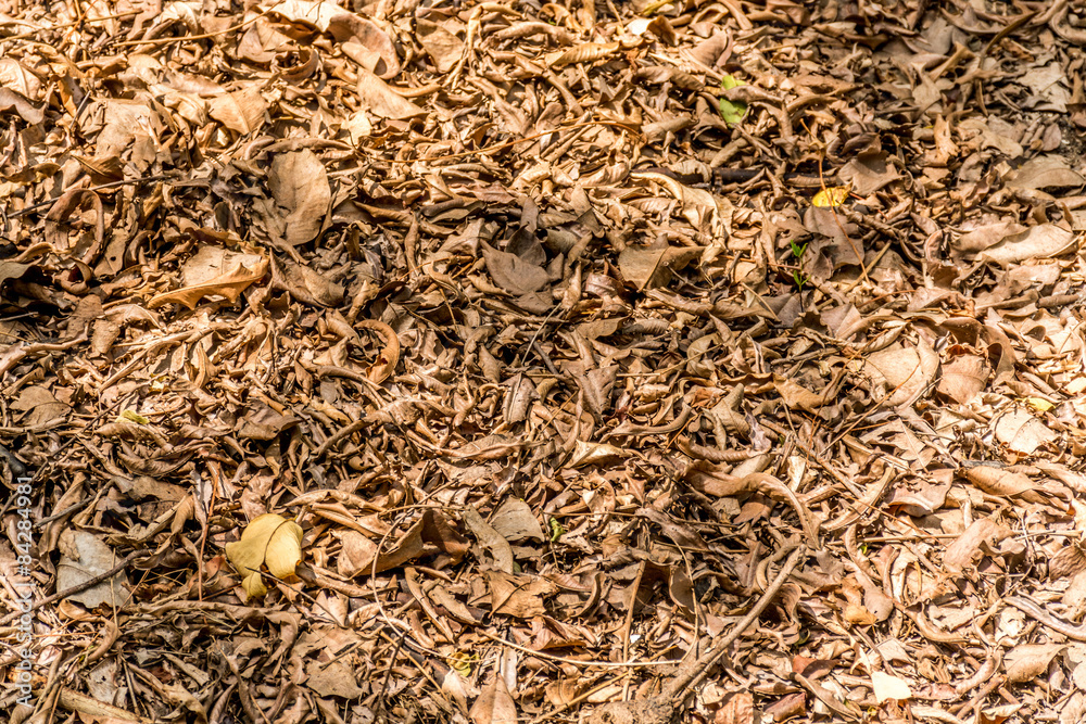 Fototapeta premium Falling leaves