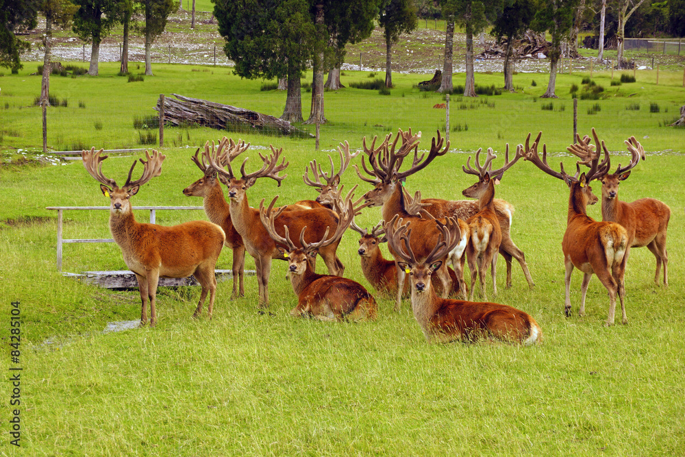 Obraz premium red deer stags in velvet