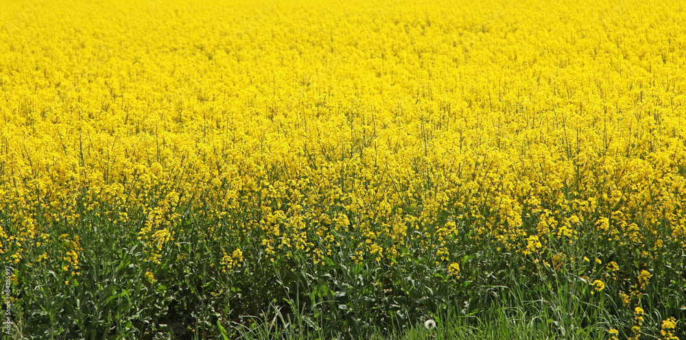 Rapsfeld Sommer Panorama