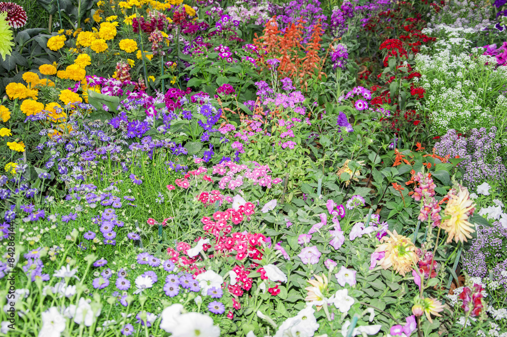 Mix types of floral plants
