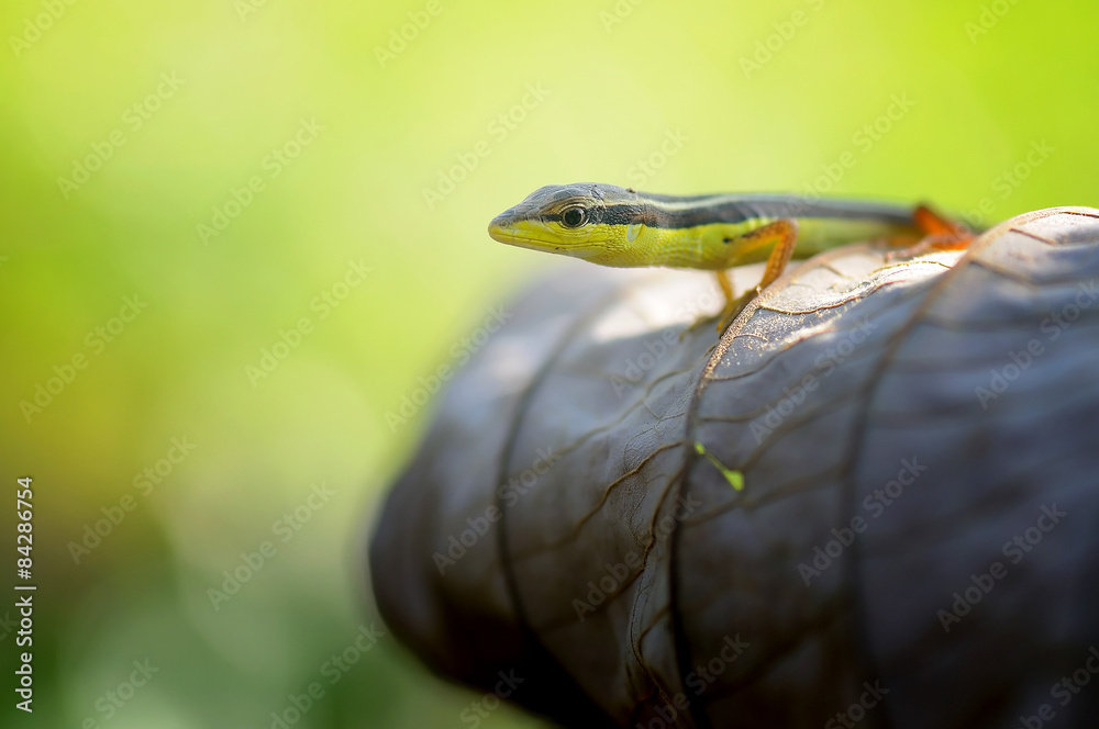 Obraz premium Lizard on a leaf