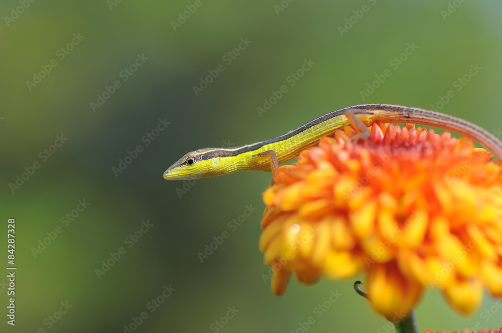 Lizard on a flower